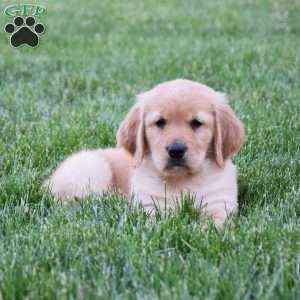 Halo, Golden Retriever Puppy